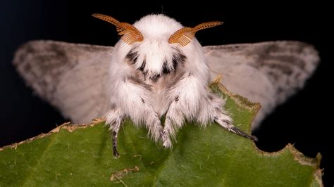 She’s got something important to do (Hermitmoth).